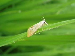 抗药性问题日益突出，打造“抗药性”农药产品商业回报高