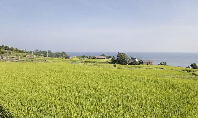 全国农业技术推广服务中心发布水稻病虫情报，预计水稻纹枯病发生偏重