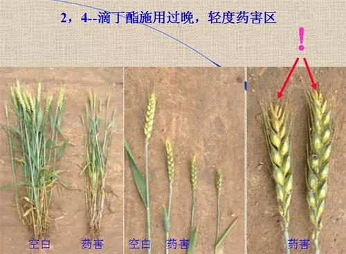 除草剂无时不刻发生变化，激素类除草剂未来还会在农业舞台上继续发挥更大作用