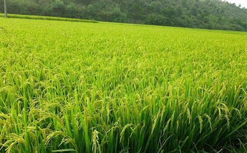 稻田杂草抗药性不断增强，农户们该如何有效应对？