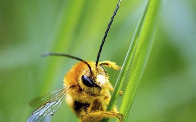 新烟碱类农药已进入衰退期，呋虫胺将何去何从？